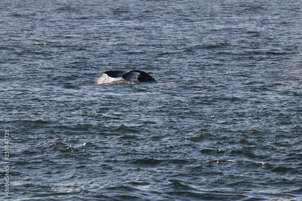Fototapeta premium humpback whale in the sea