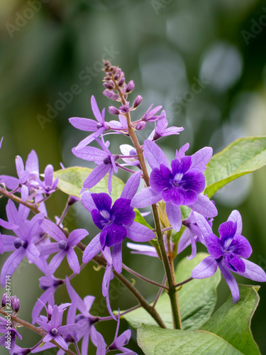 Close up of violet flower background.