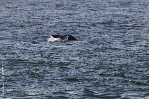 humpback whale in the sea © Tirzah