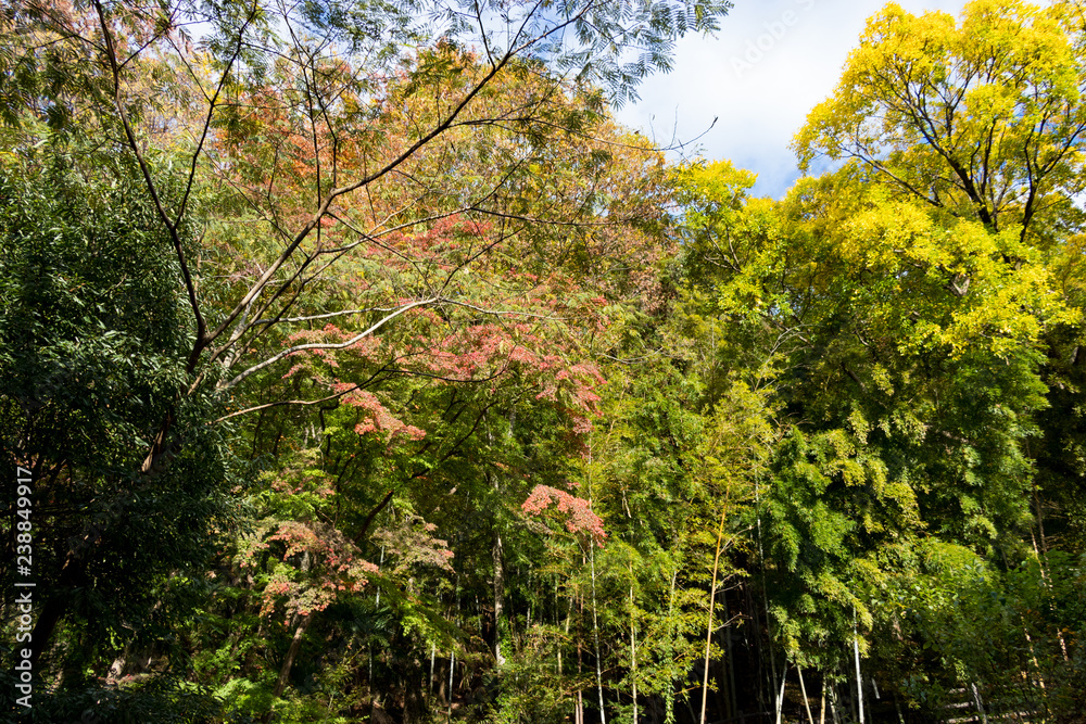 Takatsudo Gorges wrapped in autumn leaves / Takatsudo Gorges is a valley in Takatsudo Omama-machi, Midori-city, Gunma Prefecture, Japan. Takatsudo Gorges wrapped in autumn leaves / Takatsudo Gorges is a valley in Takatsudo Omama-machi, Midori-city, Gunma Prefecture, Japan.