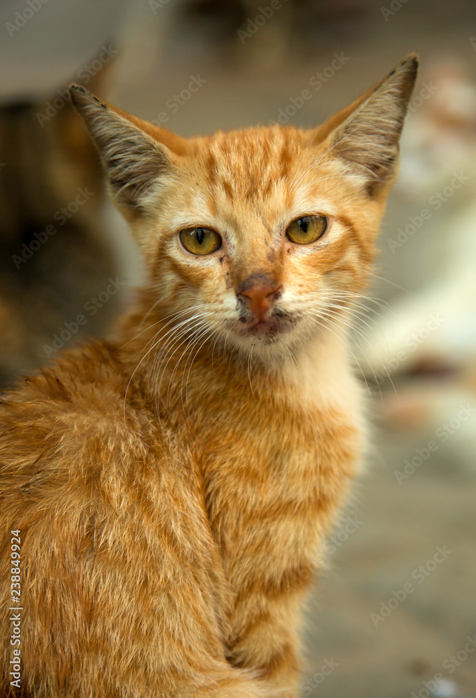 Homeless sick ginger cat looking at the camera