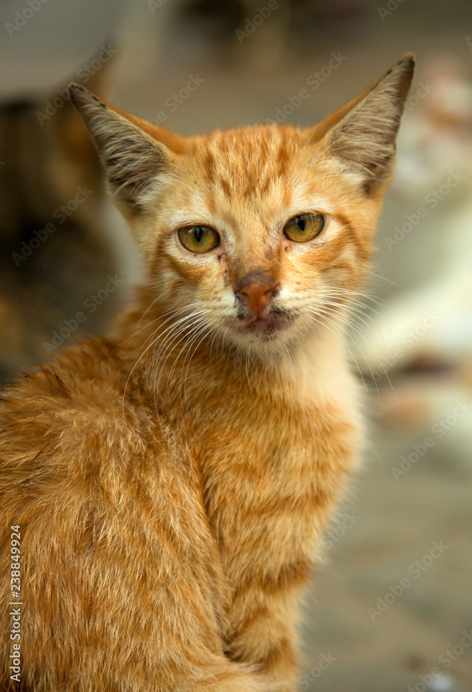 Homeless sick ginger cat looking at the camera Homeless sick ginger cat looking at the camera