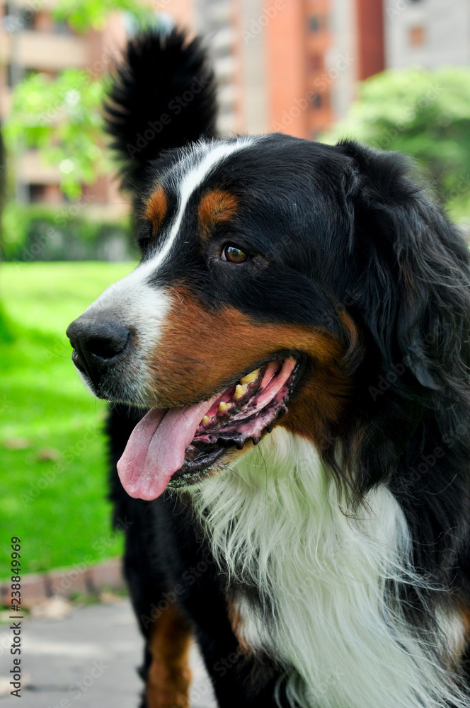 Bernese  in the park