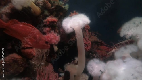 Female red devil cichlid fish swimming toward giant plumose anemone photo