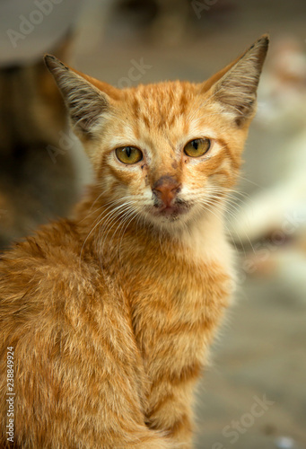 Homeless sick ginger cat looking at the camera © pink candy