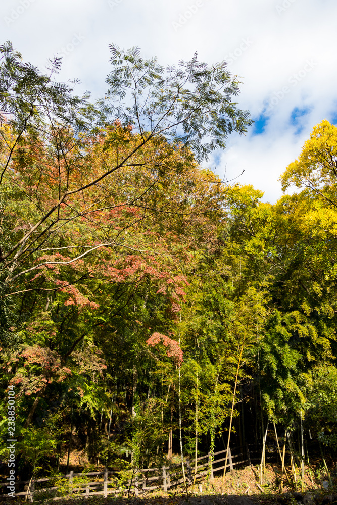 Takatsudo Gorges wrapped in autumn leaves / Takatsudo Gorges is a valley in Takatsudo Omama-machi, Midori-city, Gunma Prefecture, Japan. Takatsudo Gorges wrapped in autumn leaves / Takatsudo Gorges is a valley in Takatsudo Omama-machi, Midori-city, Gunma Prefecture, Japan.