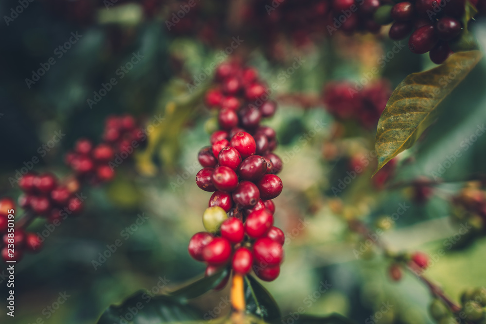 cherry coffee Good quality red coffee beans exuberant coffee tree cherry coffee Good quality red coffee beans exuberant coffee tree