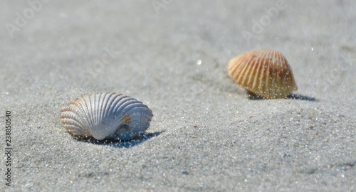 Sand Saltation on Shells