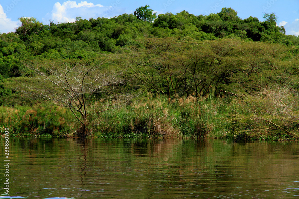 Ugandan Nile River Shoreline