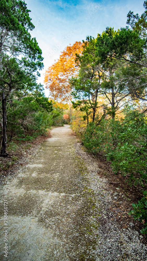 Obraz premium Walking trails in a quiet, serene, peaceful forest park with vibrant green trees and vegetation