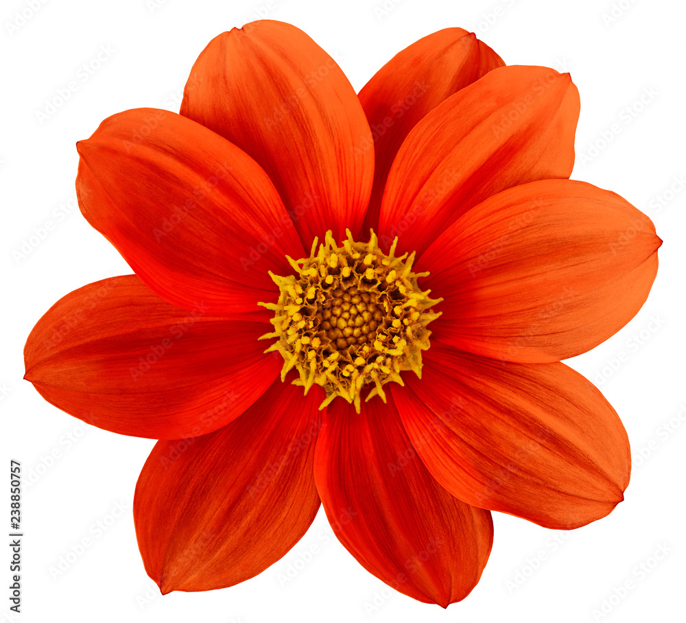 Red-yellow flower dahlia isolated on white background. For design. Closeup. Nature. Red-yellow flower dahlia isolated on white background. For design. Closeup. Nature.