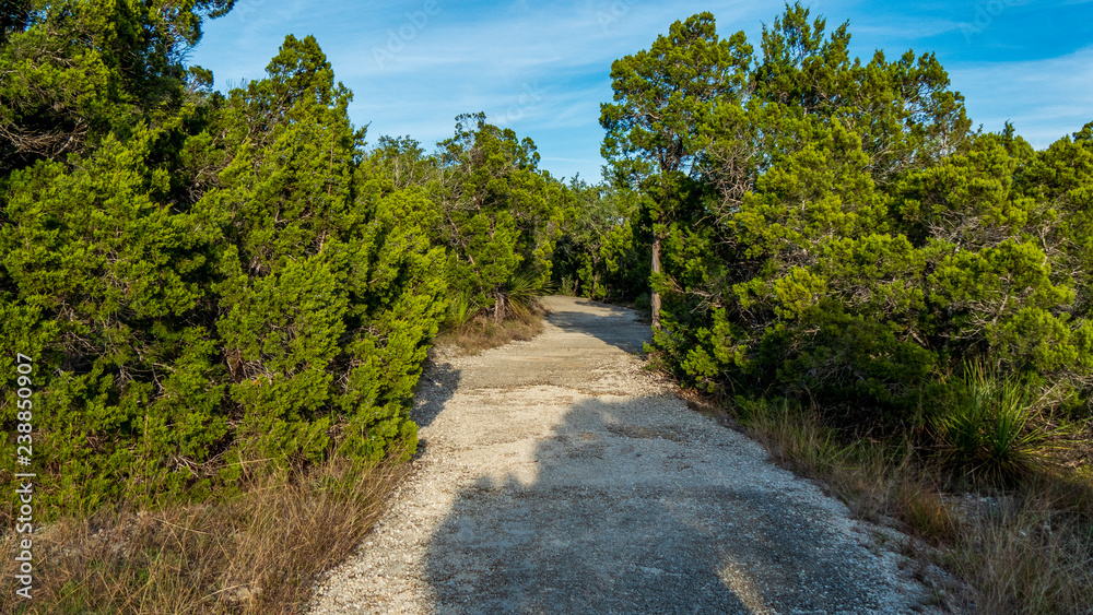 Walking trails in a quiet, serene, peaceful forest park with vibrant green trees and vegetation