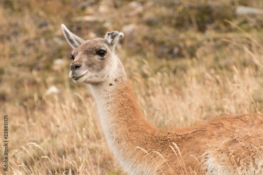 Wild vicuña watches the passing tourists