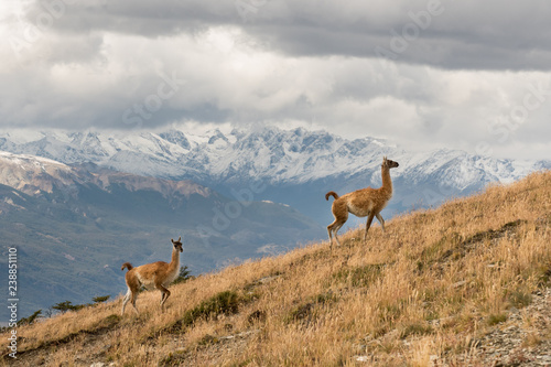 Canvastavla Wild vicuñas with a mountain background running in Parque Patagonia