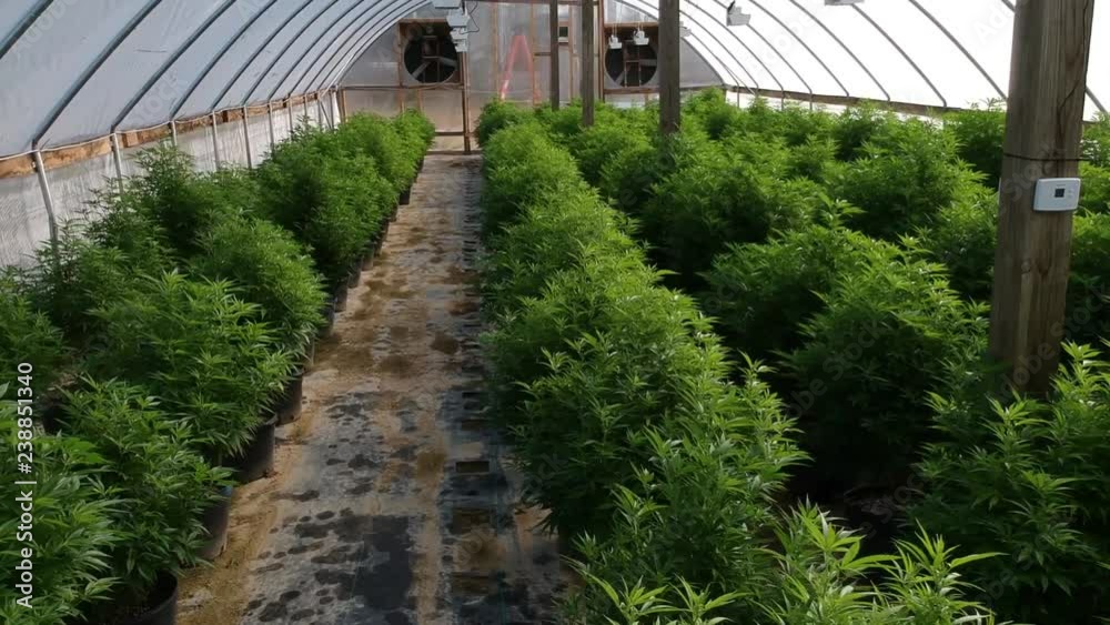 A greenhouse filled with potted hemp plants. Growing hemp for