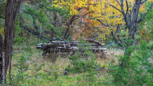 Pile of stacked up logs in a forest