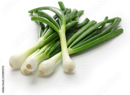 green onion, spring onion, rounded pudgy bulbs