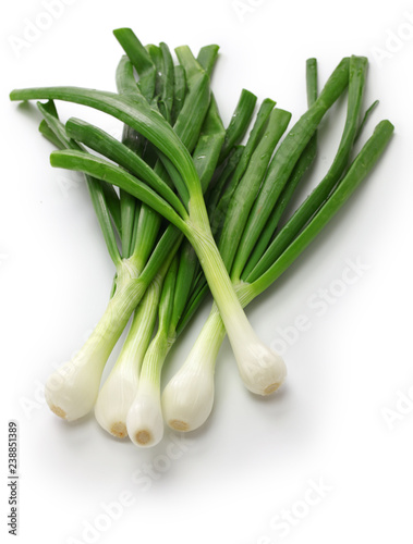 green onion, spring onion, rounded pudgy bulbs