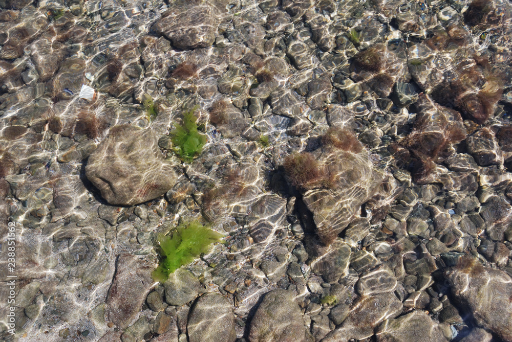 Black sea life