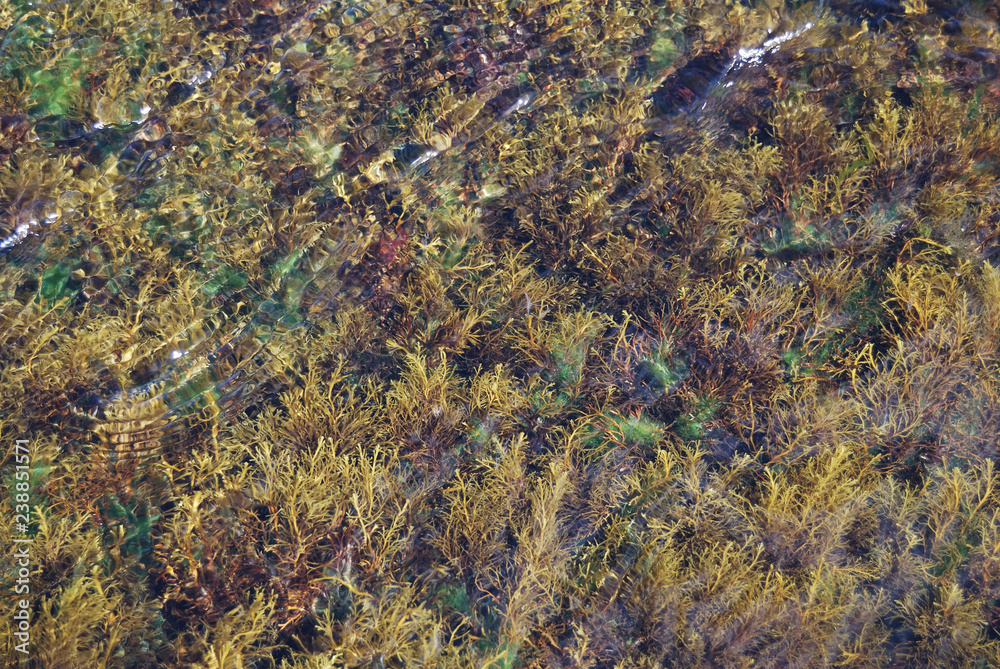 Fototapeta premium Black sea life
