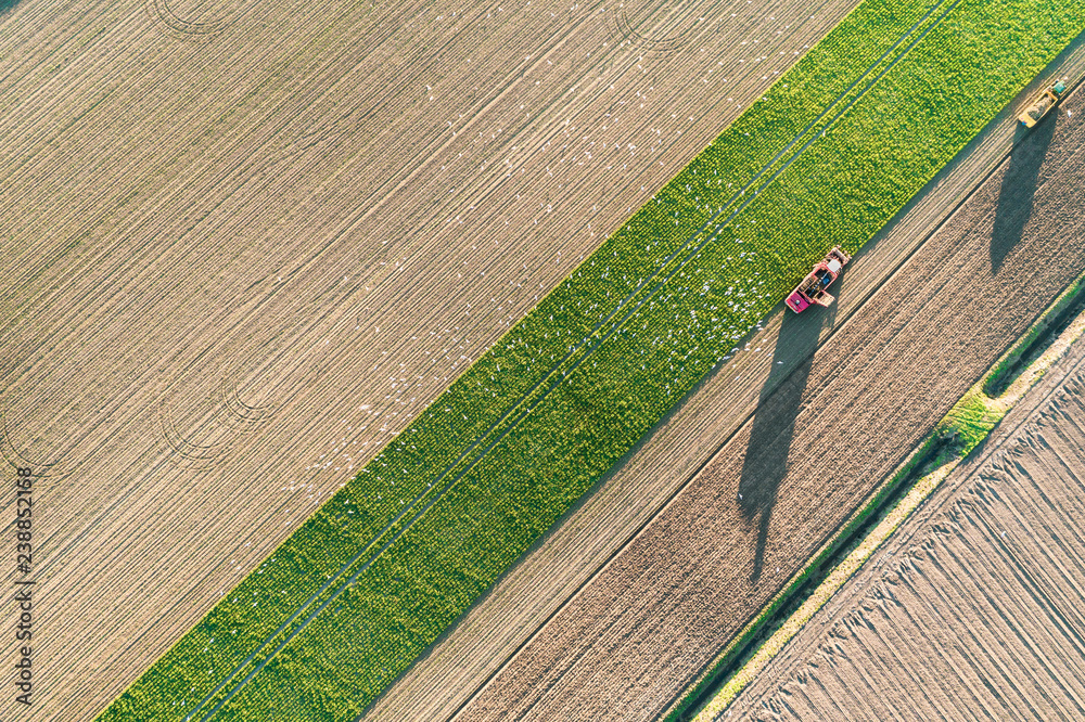 Obraz premium A view of a harvest potato with a tractor in a farm.