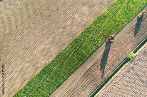 A view of a harvest potato with a tractor in a farm.