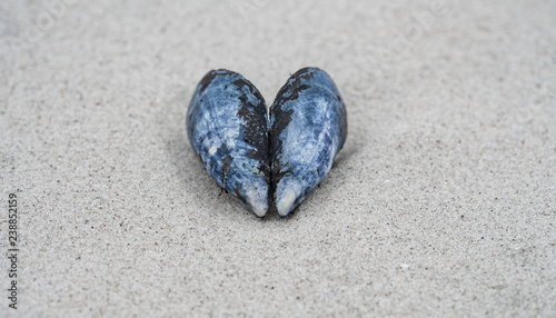 Miesmuschel am Strand photo