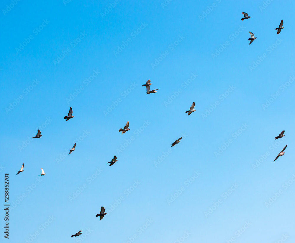 flying birds against the sky