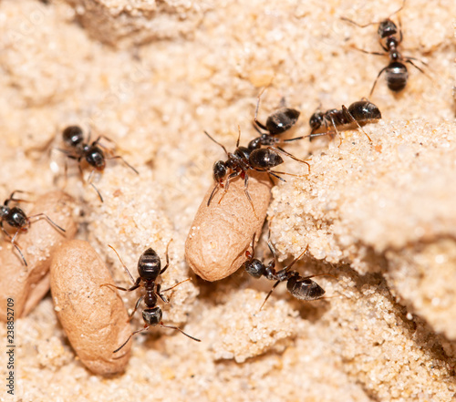 ants with larvae © studybos