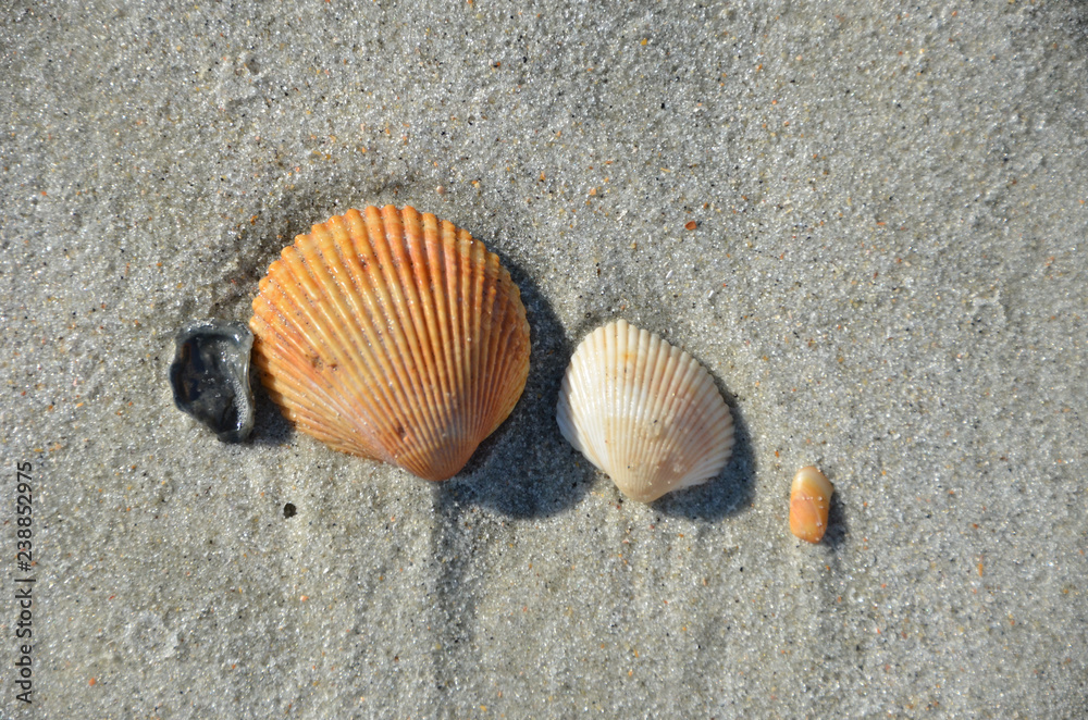 Shells Set - Atlantic Coast