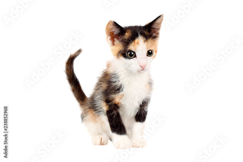 Studio shot of an adorable two months old calico kitten, looking curiously, isolated on white background