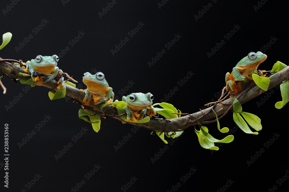 Naklejka premium Flying Frog on Leaves, Frog on Leaves,