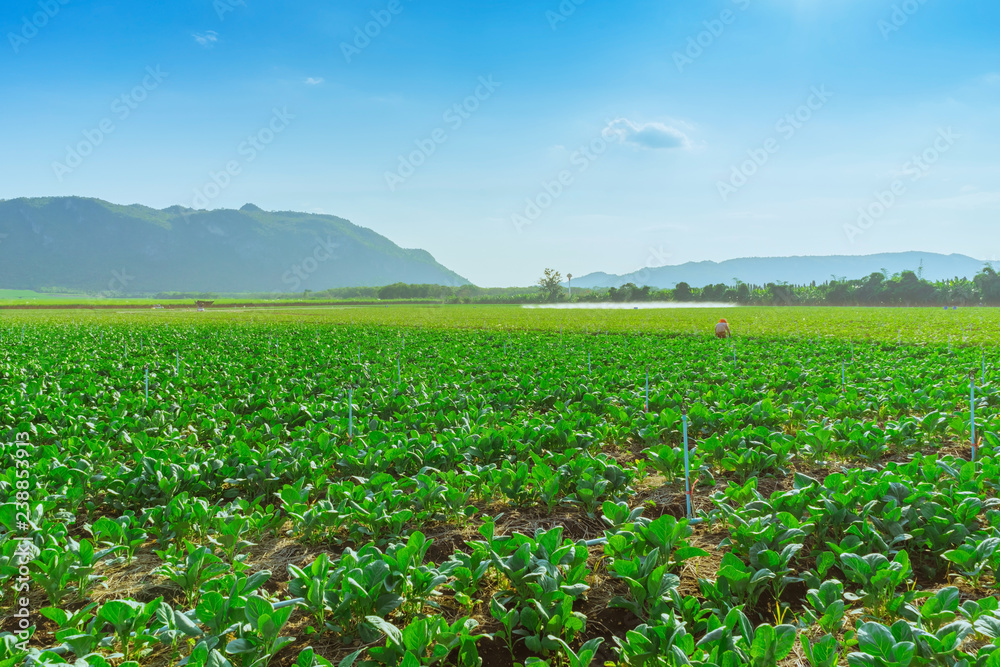 Scenery of chinese kale field in Kanchanaburi,Thailand