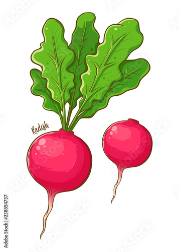 Radish Vegetable Hand Drawing