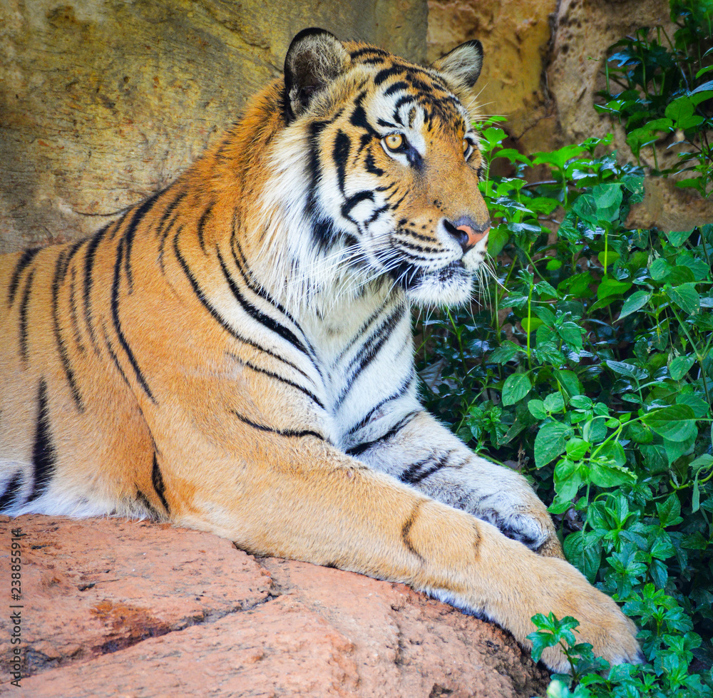 Naklejka premium bengal tiger lying on the rock relax on summer day male tiger or royal tiger