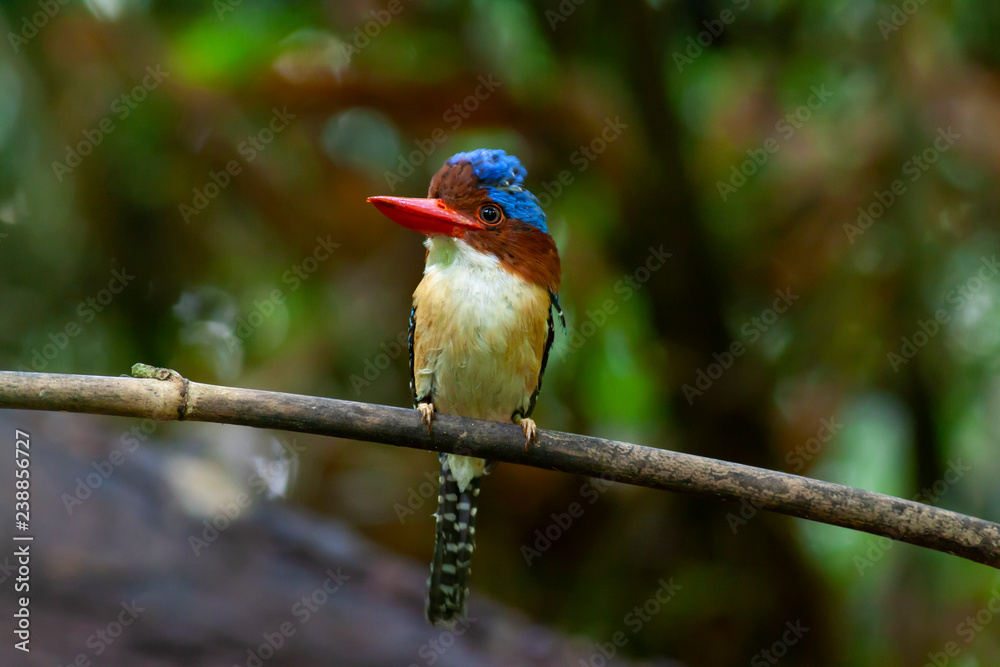 Fototapeta premium banded kingfisher (male). It is a tree bird found in lowland tropical forests of southeast Asia. It is only member of genus Lacedo. Male and female adults are very different in plumage..