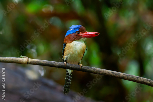 banded kingfisher (male). It is a tree bird found in lowland tropical forests of southeast Asia. It is only member of  genus Lacedo. Male and female adults are very different in plumage.. photo