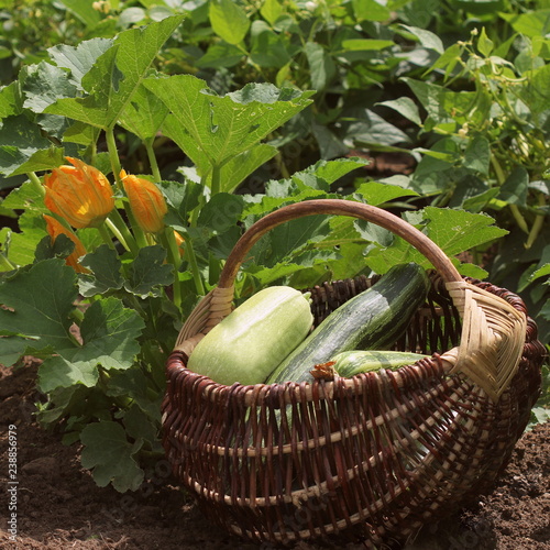 Zucchini plants in blossom on the garden bed. Full basket of fresf squash photo