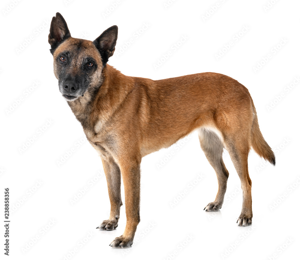 malinois in studio malinois in studio