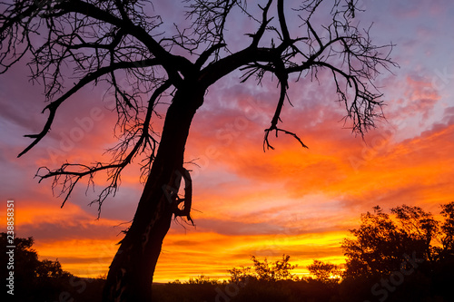 Silhouetted trees at sunset in South African bush