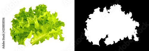 Lettuce without the black background with the clipping mask