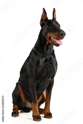 Doberman isolated on white background