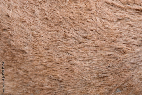 camel hair