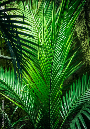 Pflanzen im Dschungel