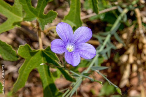 Macrophotographie fleur sauvage - Lin de Narbonne - Linum narbonense photo