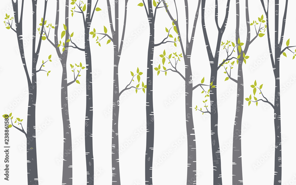 Tree Birch Background