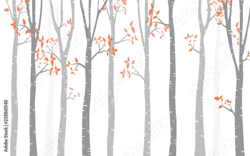 Tree Birch Background
