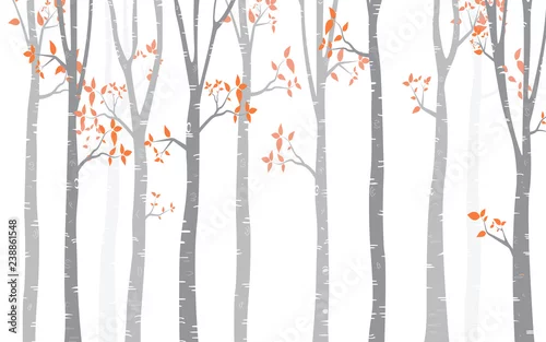 Fototapeta samoprzylepna Tło brzozy