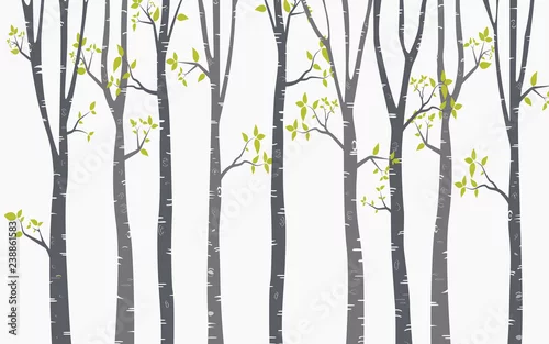 Fototapeta samoprzylepna Tło brzozy