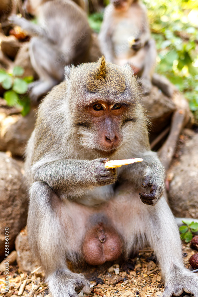 Indonesian macaques. Forest dweller. Sacred forest. Bali Monkeys. Macaca fascicularis. Indonesian macaques. Forest dweller. Sacred forest. Bali Monkeys. Macaca fascicularis.